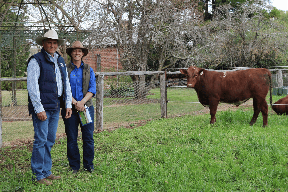 2023 Turanville Bull Sales